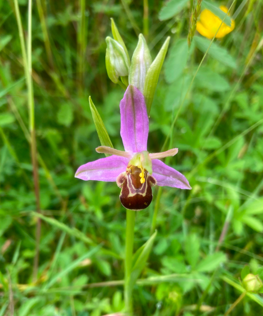 Bee orchid