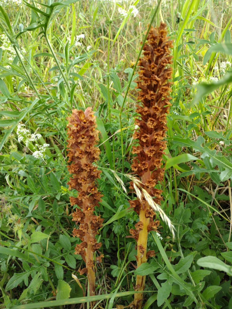 Broomrape, seen in June 2022