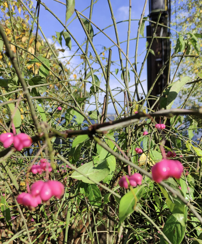 Spindle tree fruis