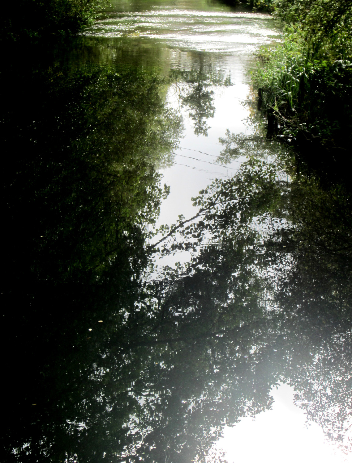 Reflection in the river