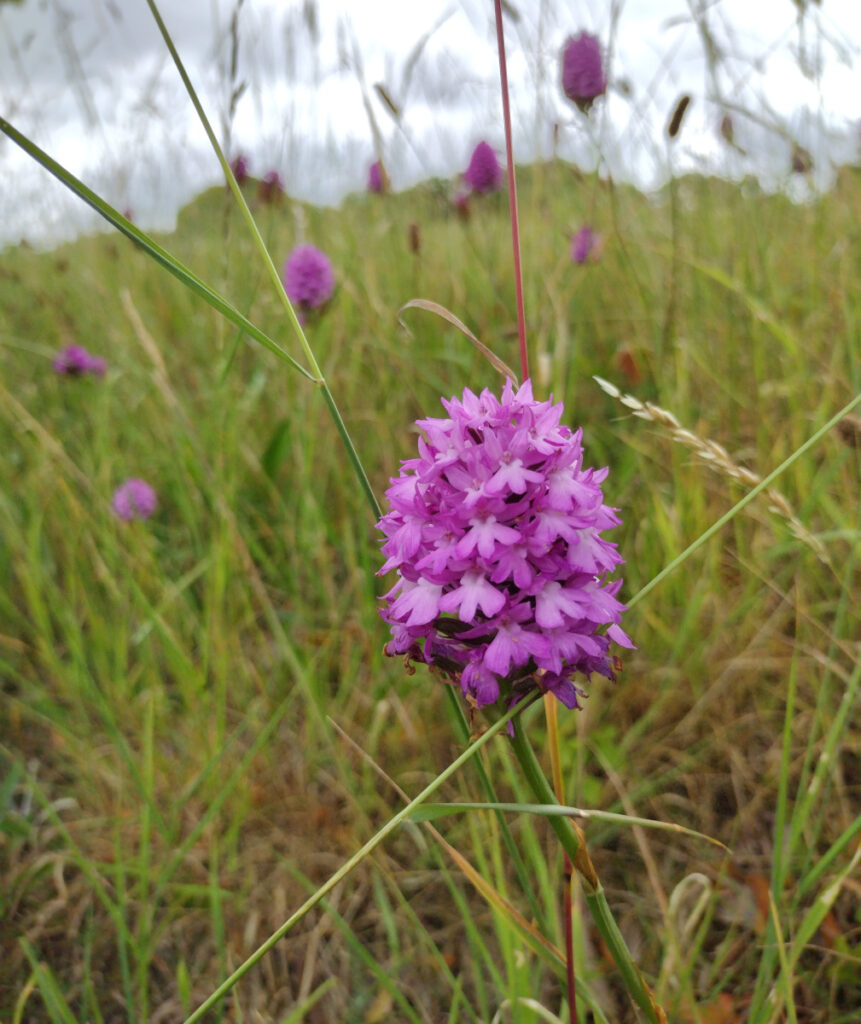 Orchid