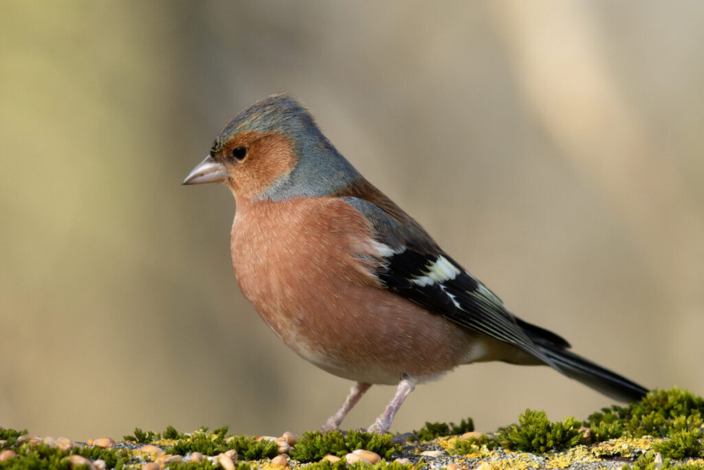 Chaffinch