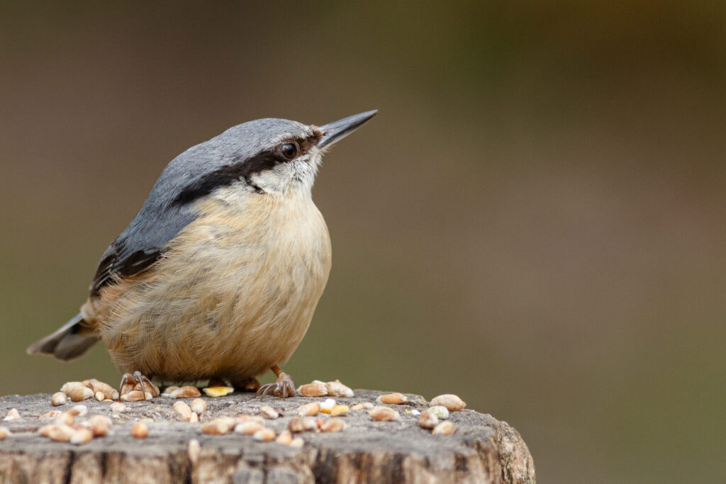 Nuthatch