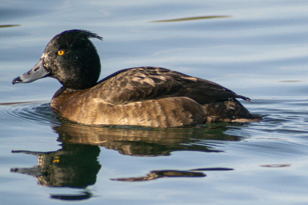 Tufted Duck