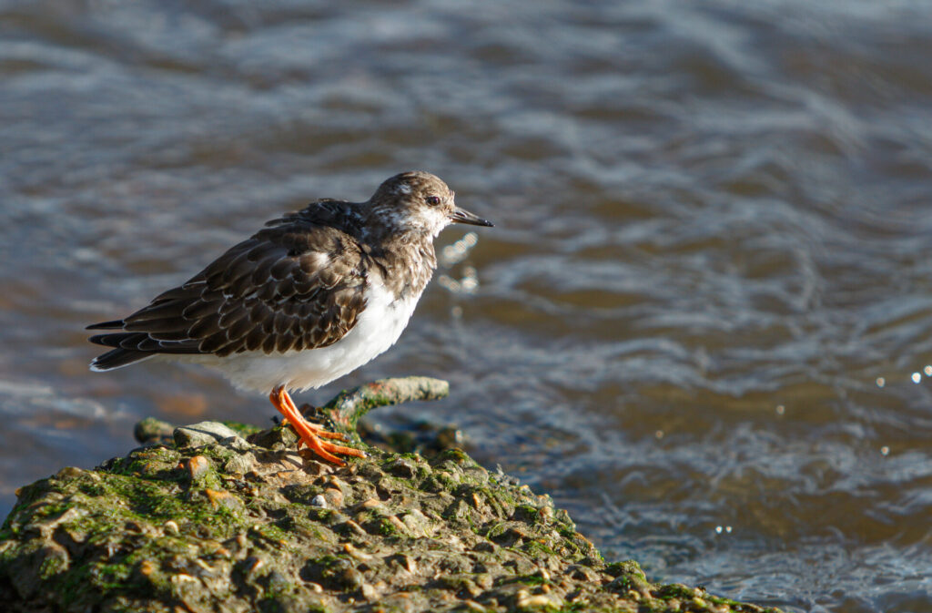 Turnstone