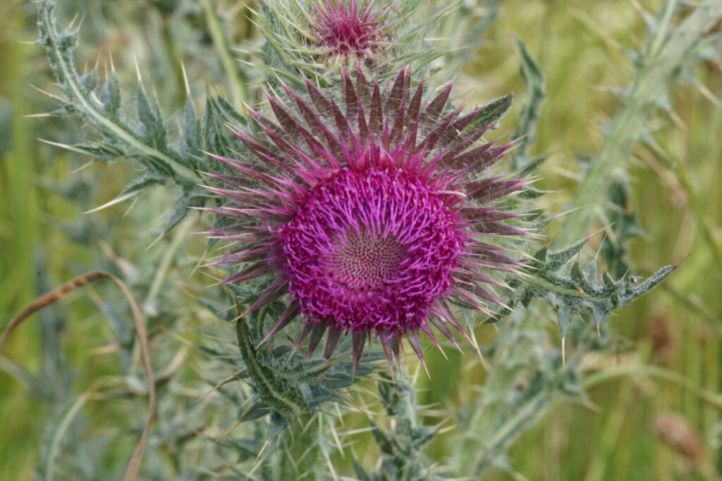 Musk Thistle