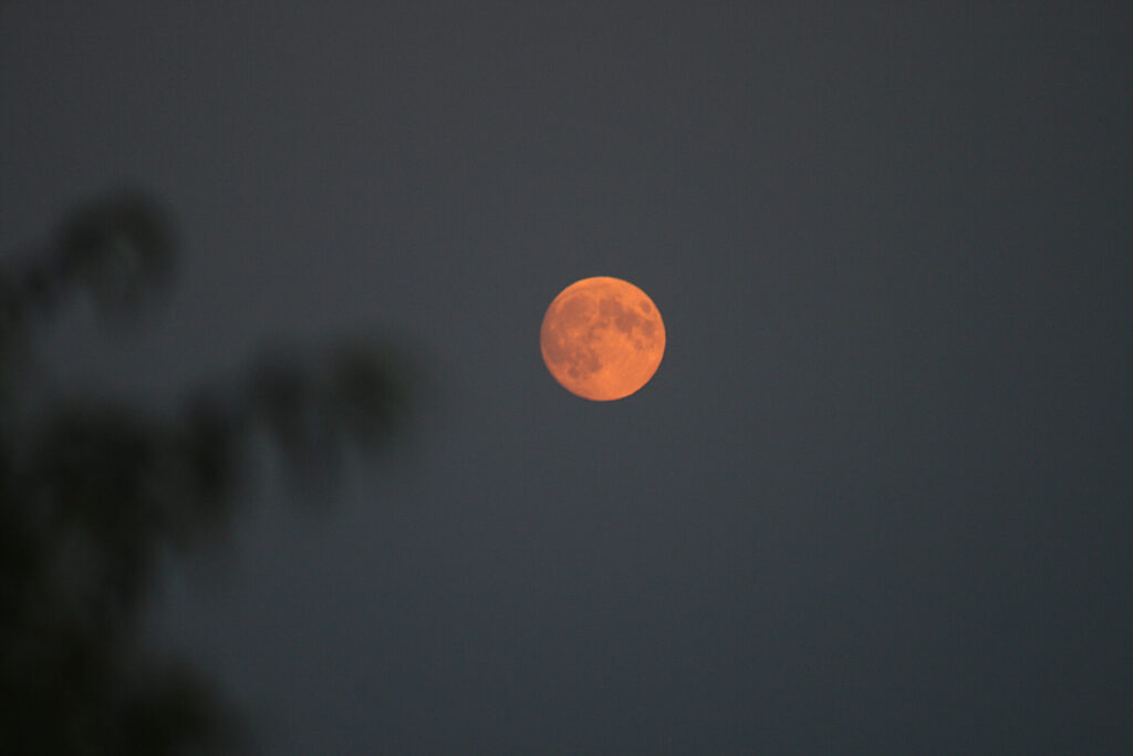 Harvest moon