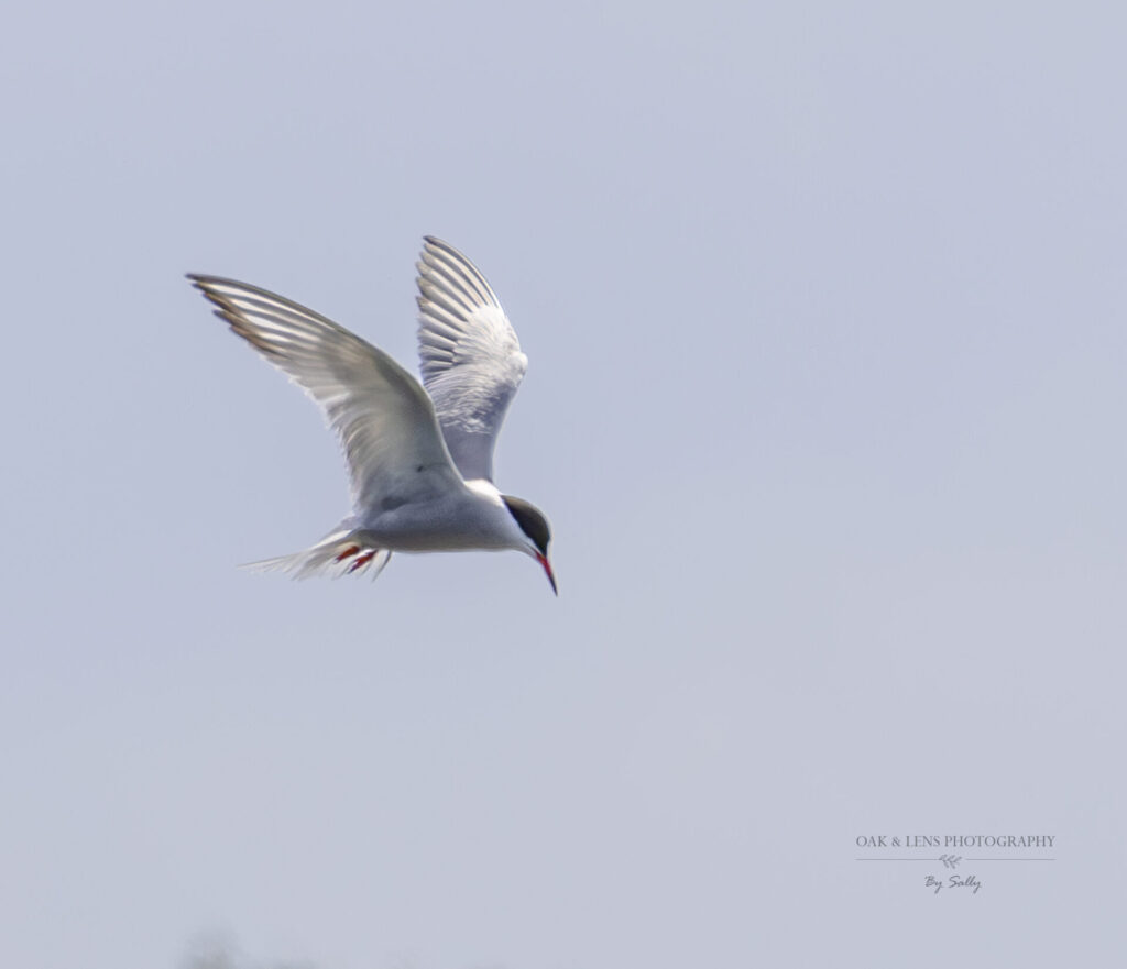 Common Tern