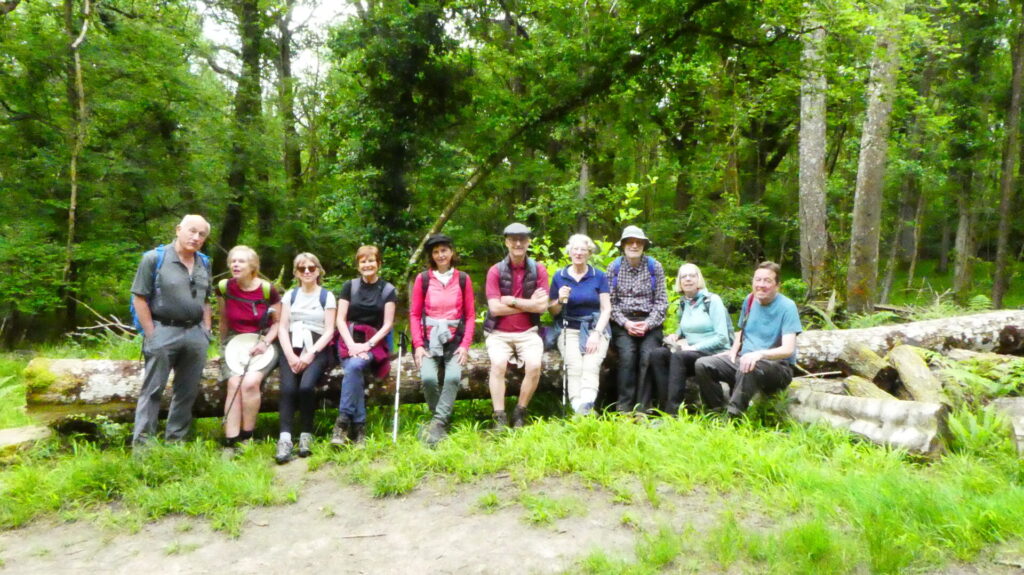 Group stopping for lunch on a fallen tree trunk in the New Forest