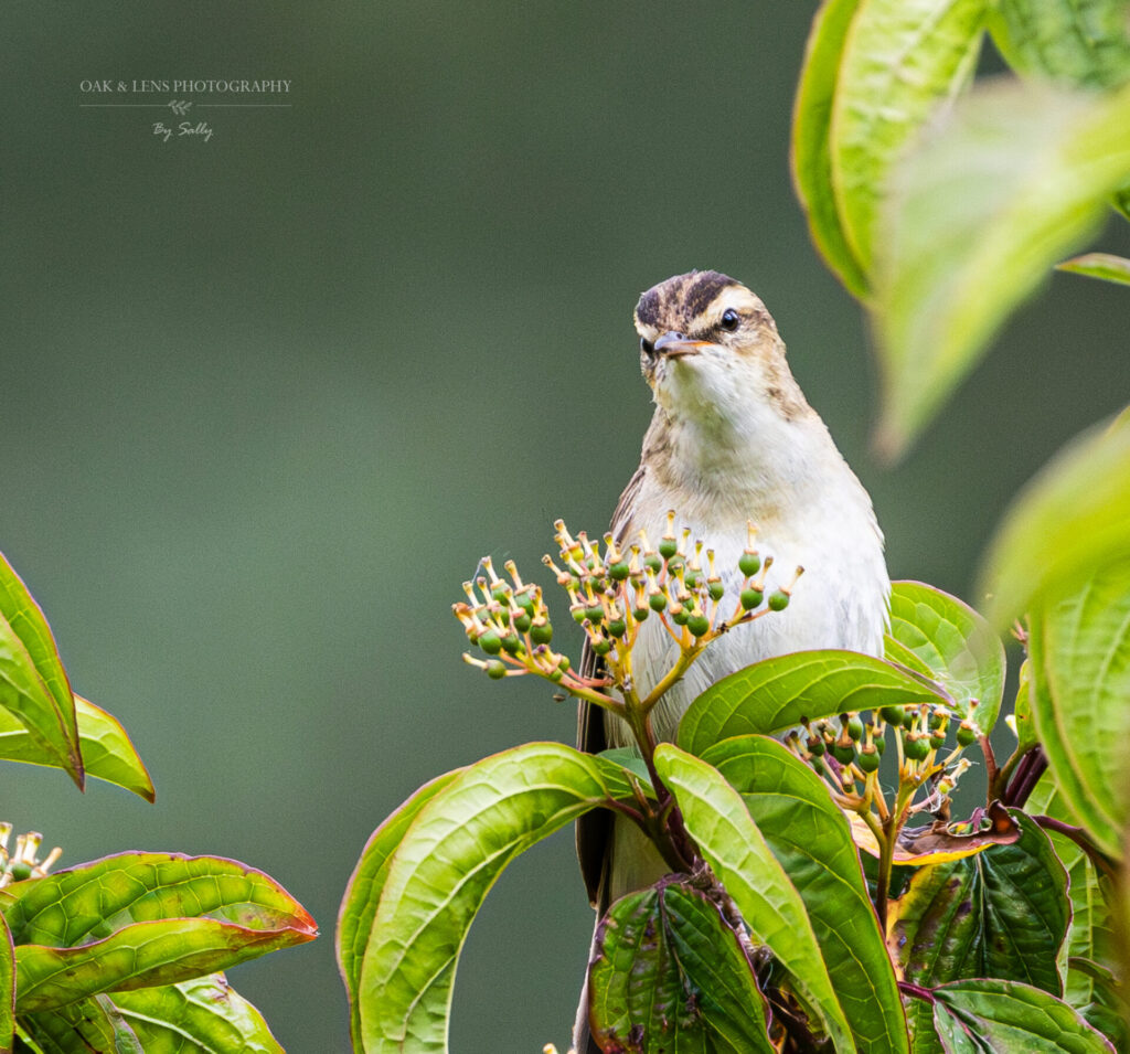 Sedge Warbler
