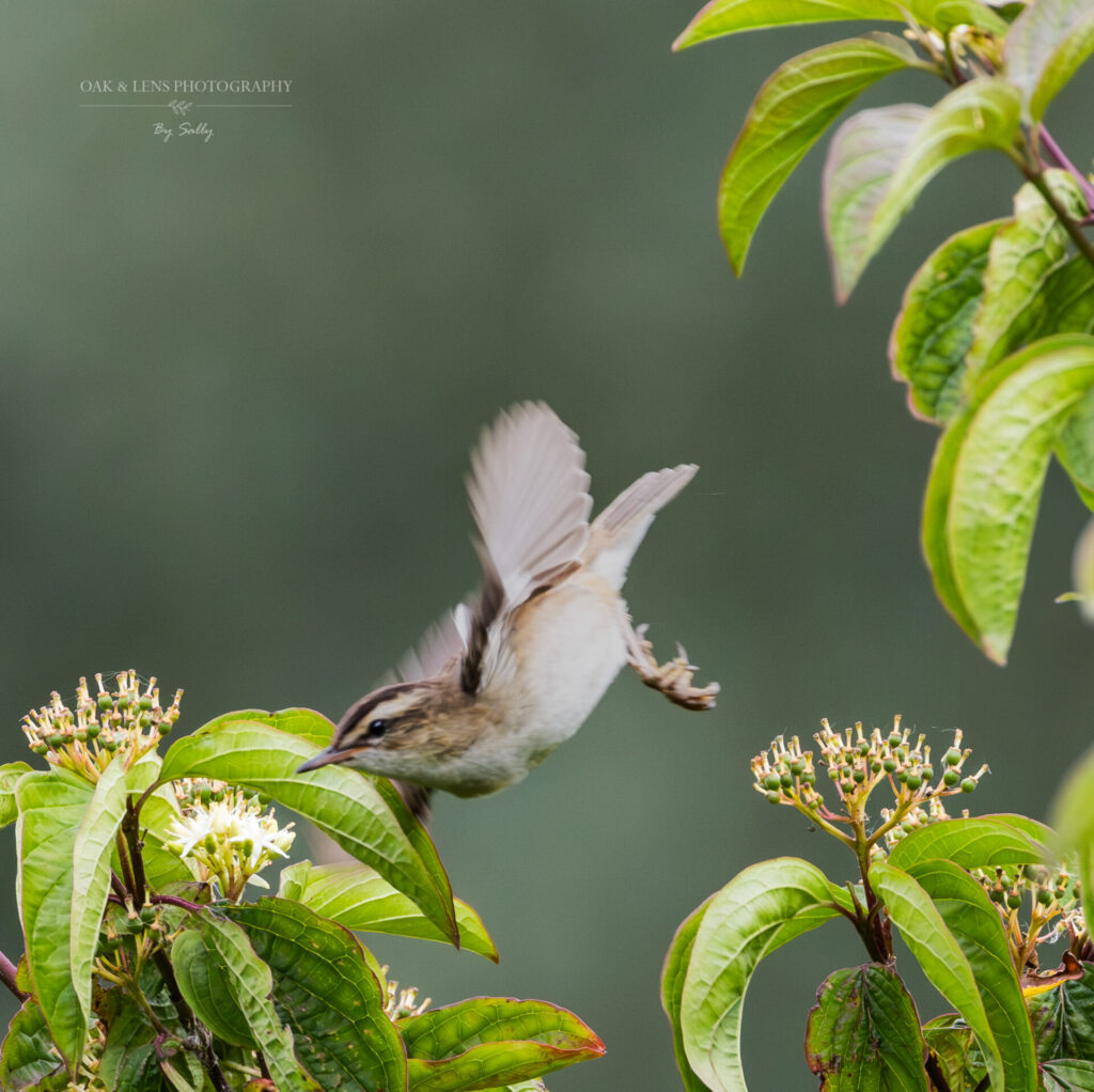 Sedge Warbler
