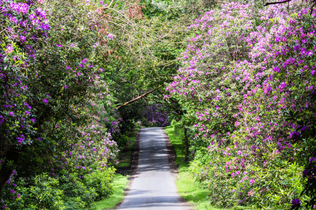 Rhododendron Lined road in the New Forest
