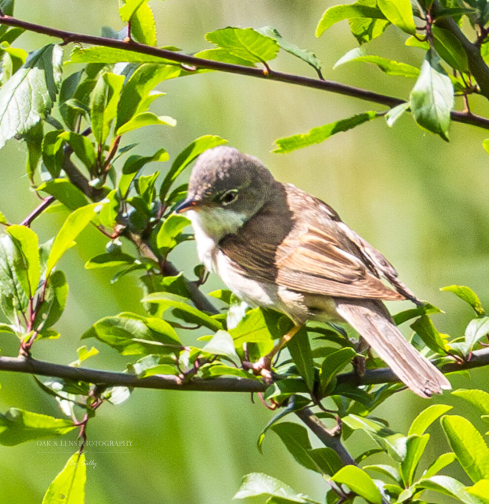 Whitethroat