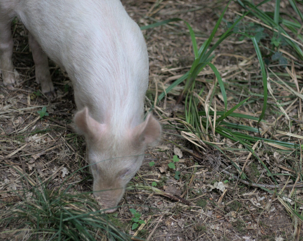 A pig forraging
