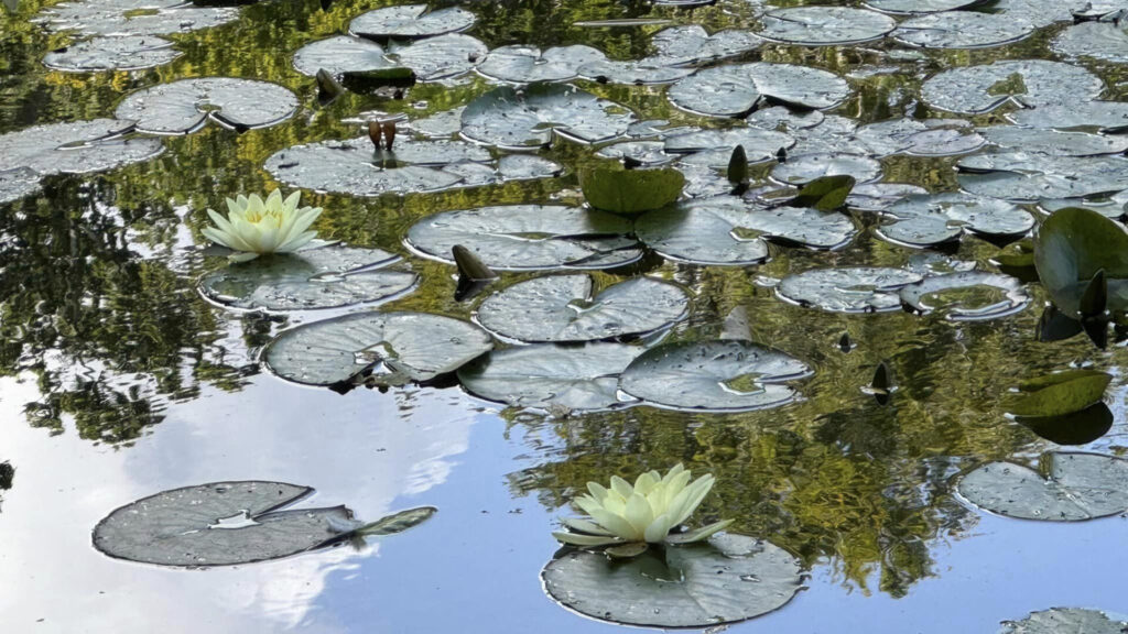 Water Lilies