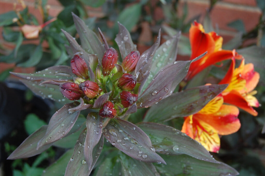 Water droplets on a flower