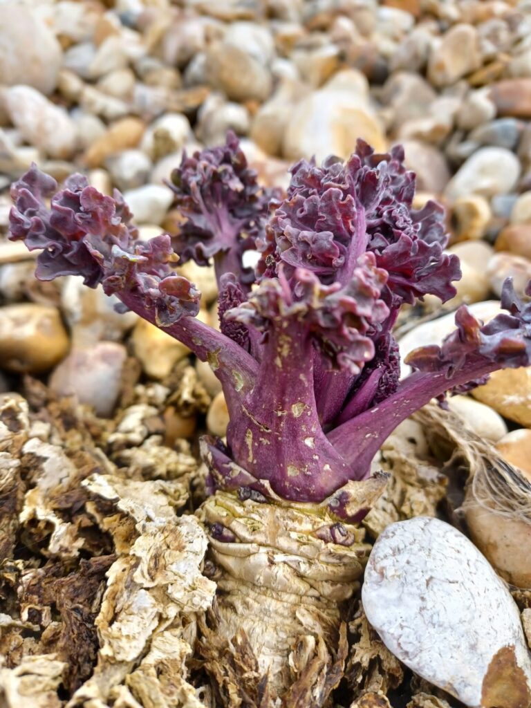 Sea kale
