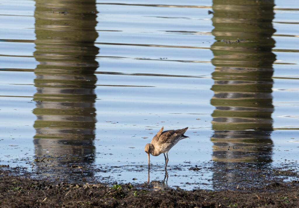 Blacktailed Godwit Blacktailed Godwit