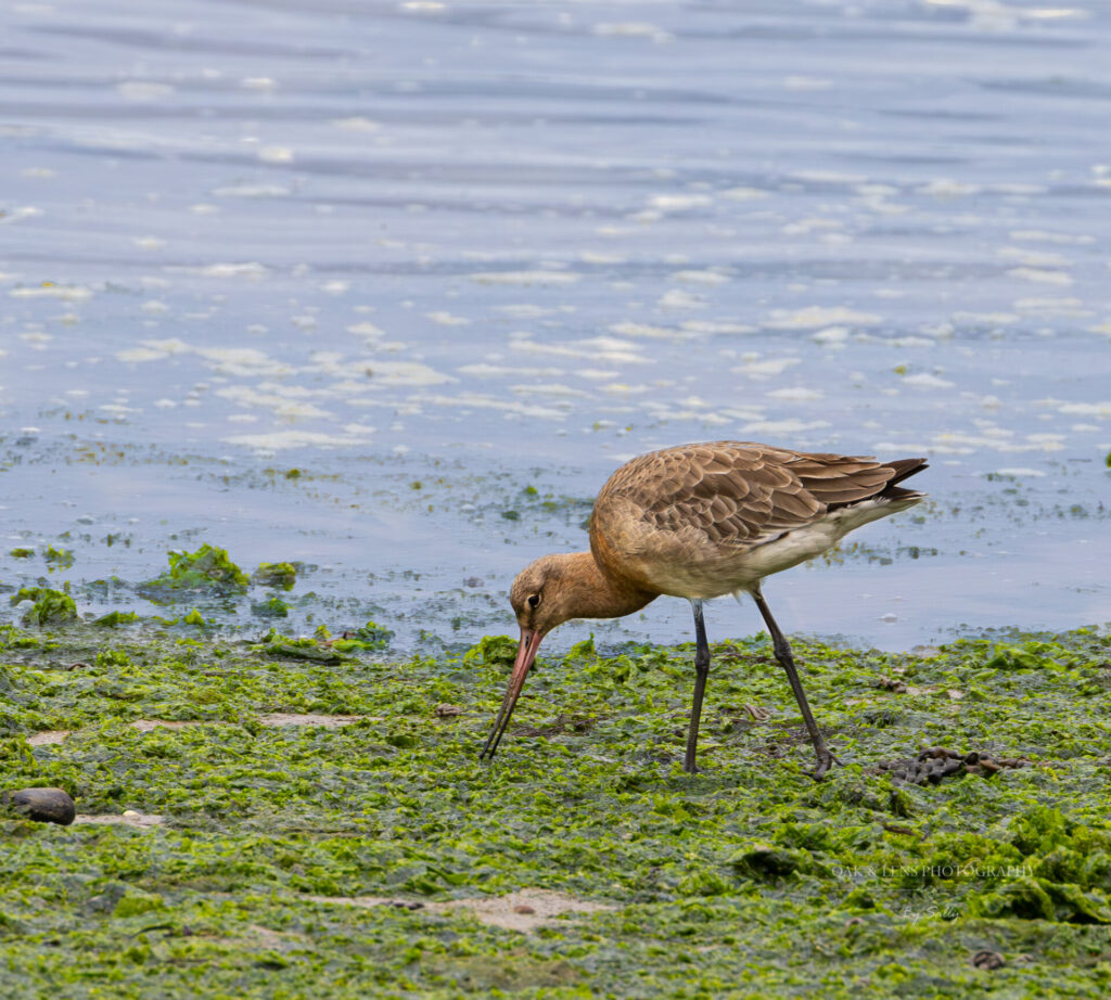 Blacktailed Godwit Blacktailed Gidwit