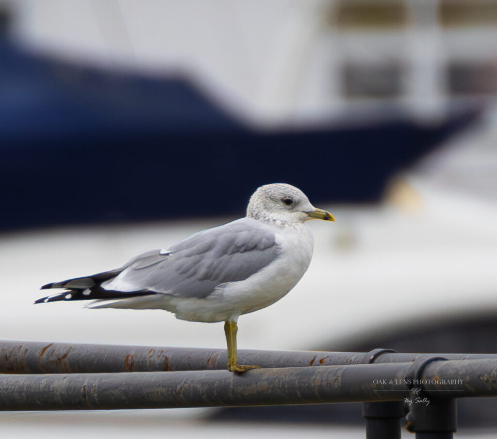 Common Gull Common Gull