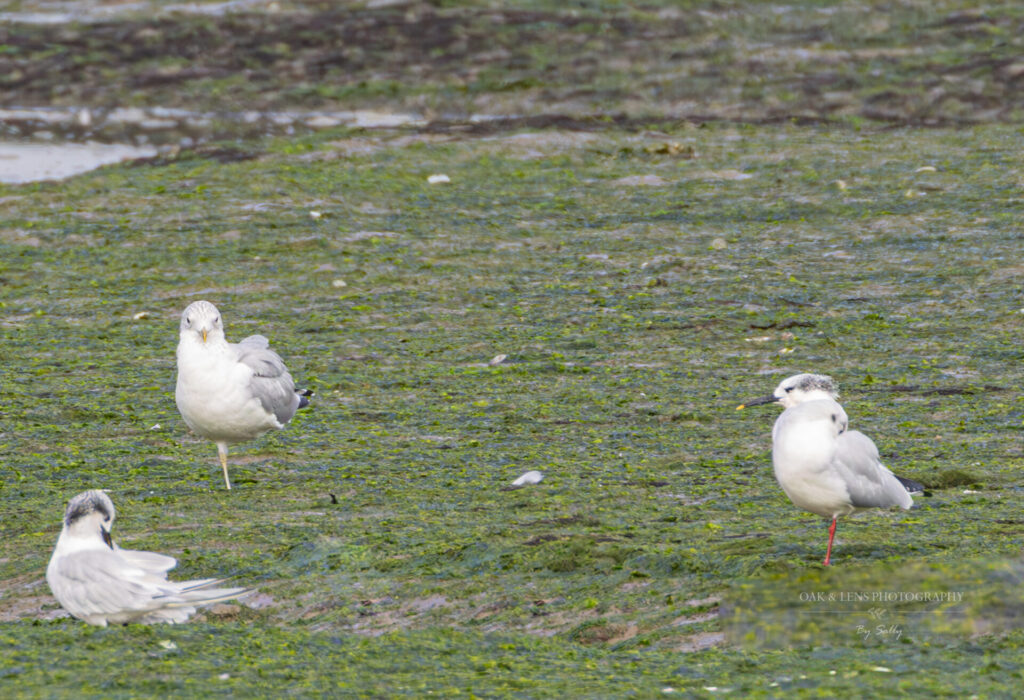 Common Gull (centre) and Sandwich Terns Common Gull (centre) and Sandwich Terns