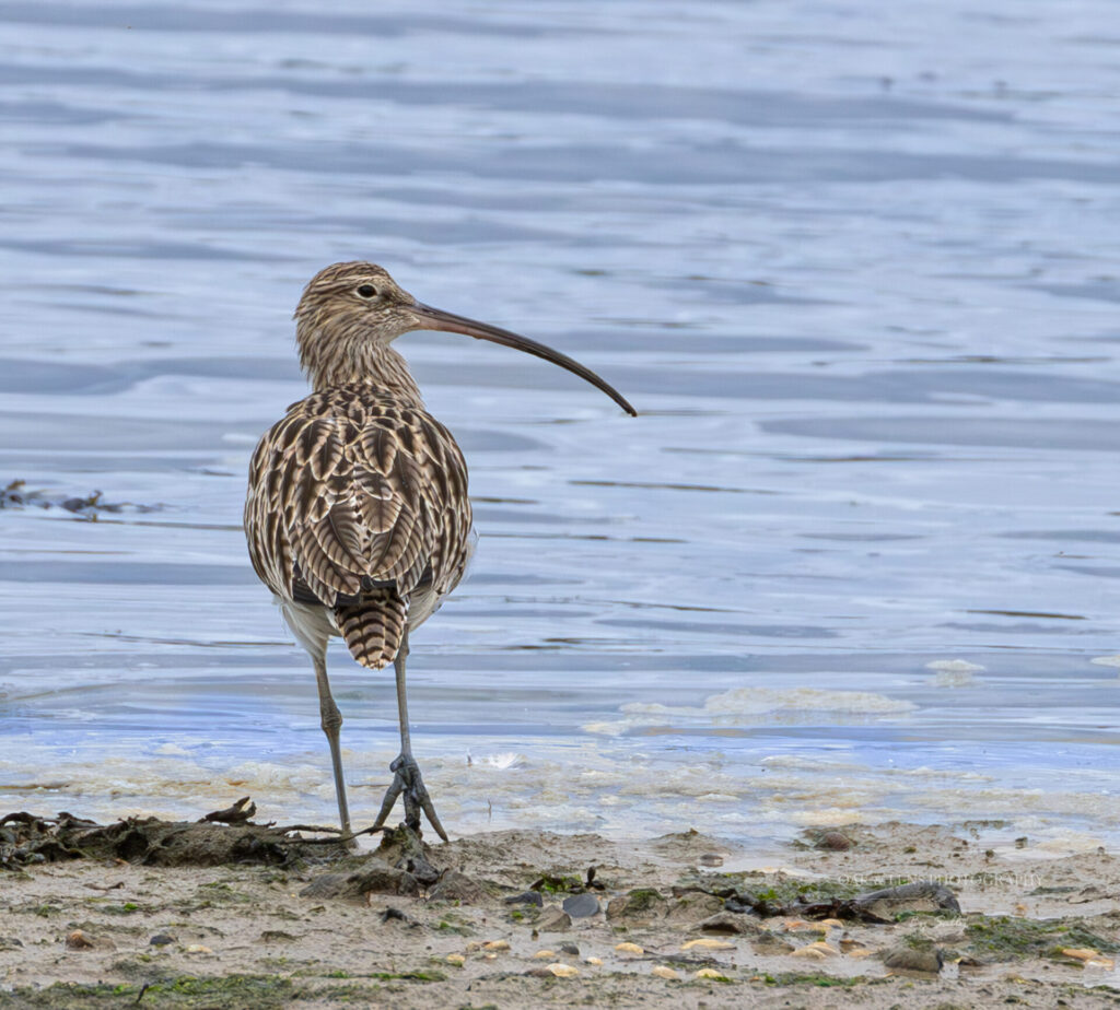 Curlew Curlew