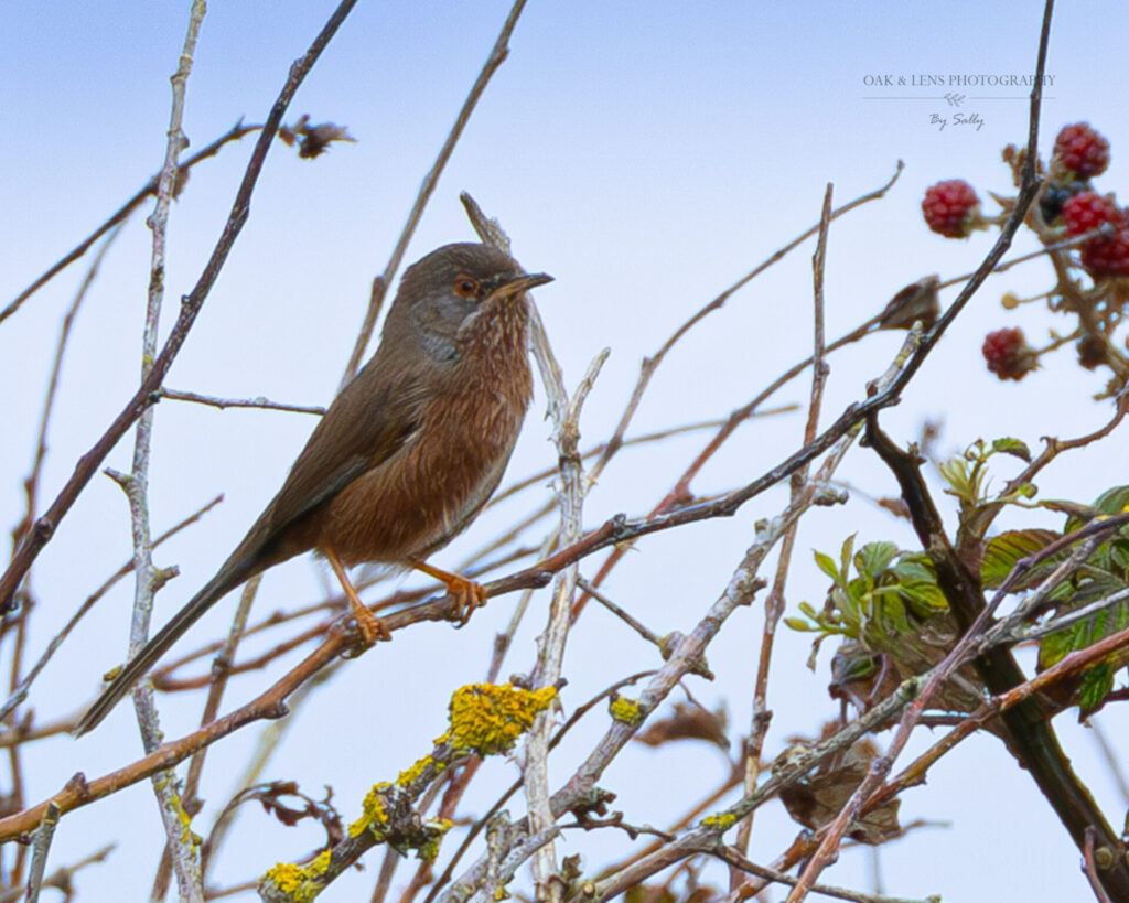 Dartford Warbler Dartford Warbler