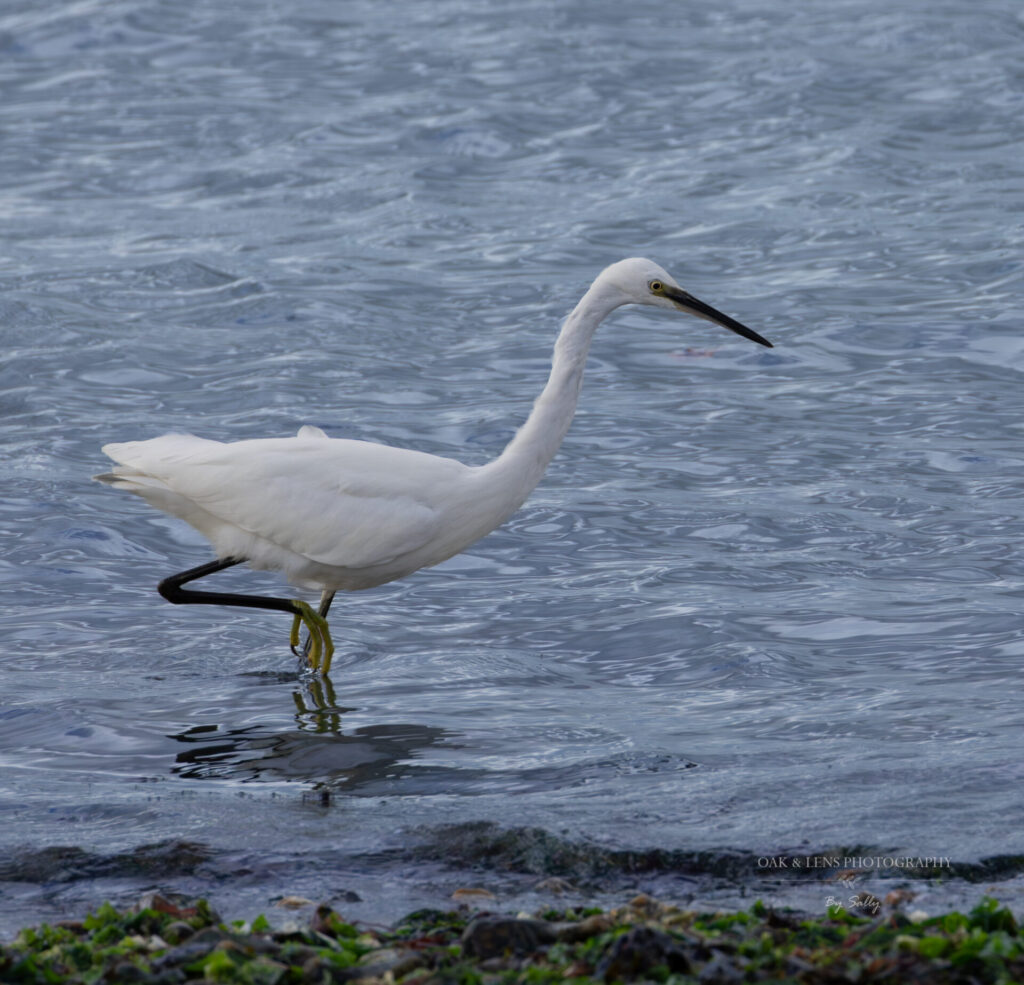 Little Egret Little Egret