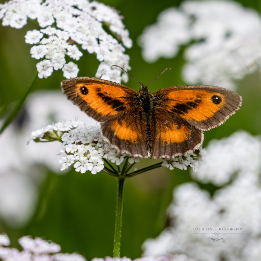 Gatekeeper Gatekeeper