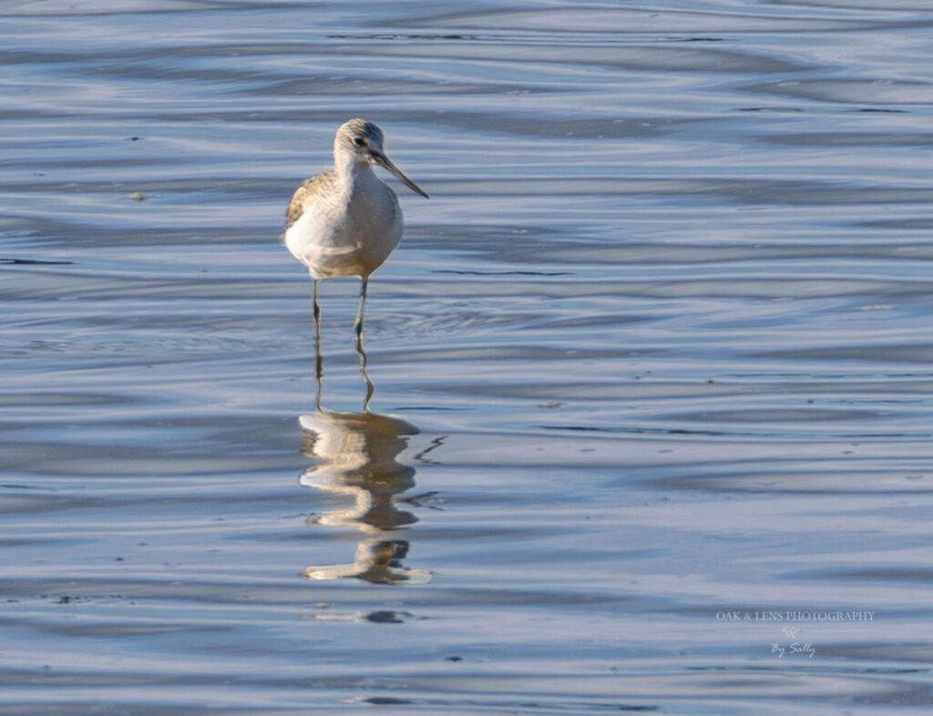 Greenshank Greenshank