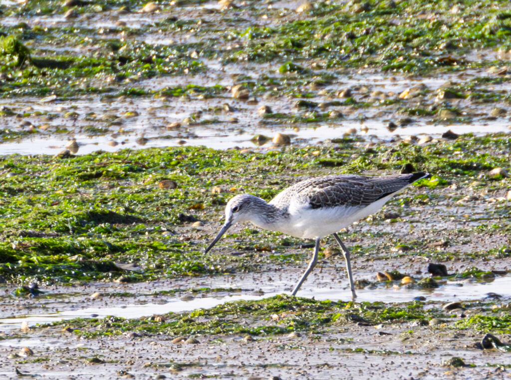 Greenshank Greenshank