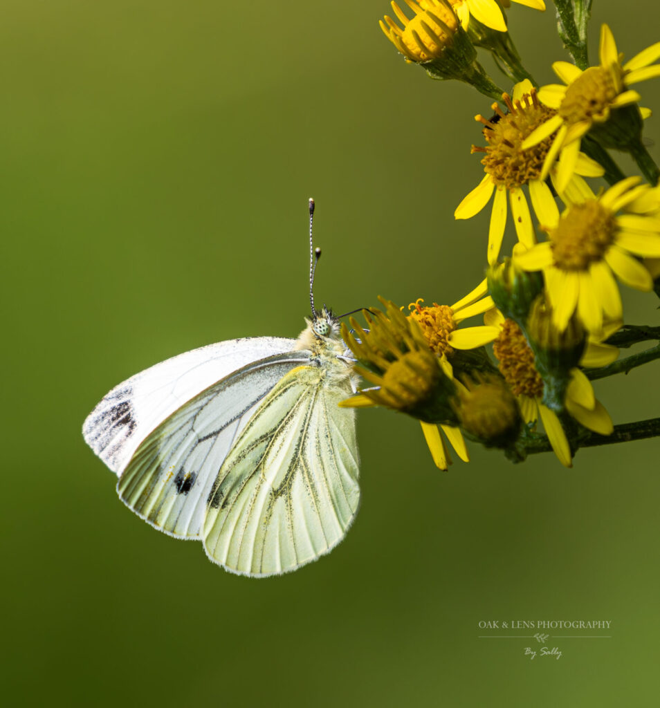 Green-veined White Green-veined White