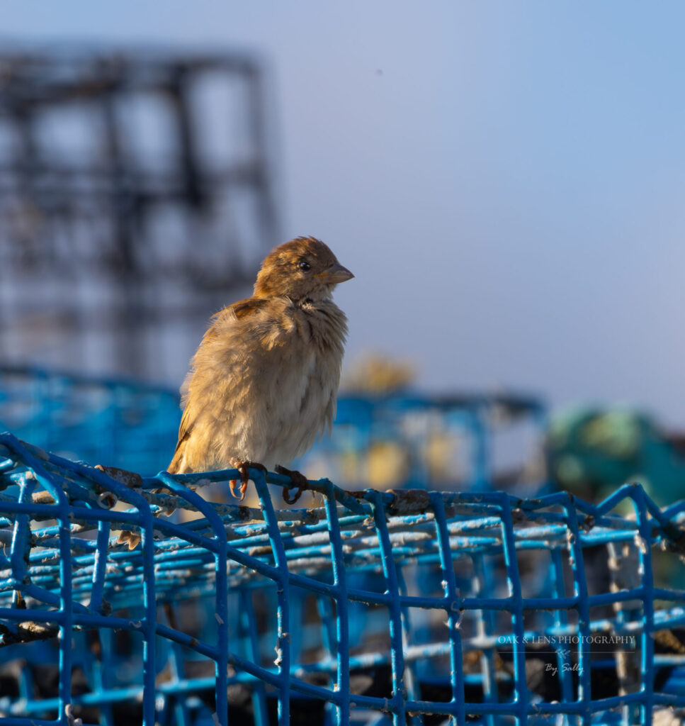 Juvenile Sparrow Juvenile Sparrow