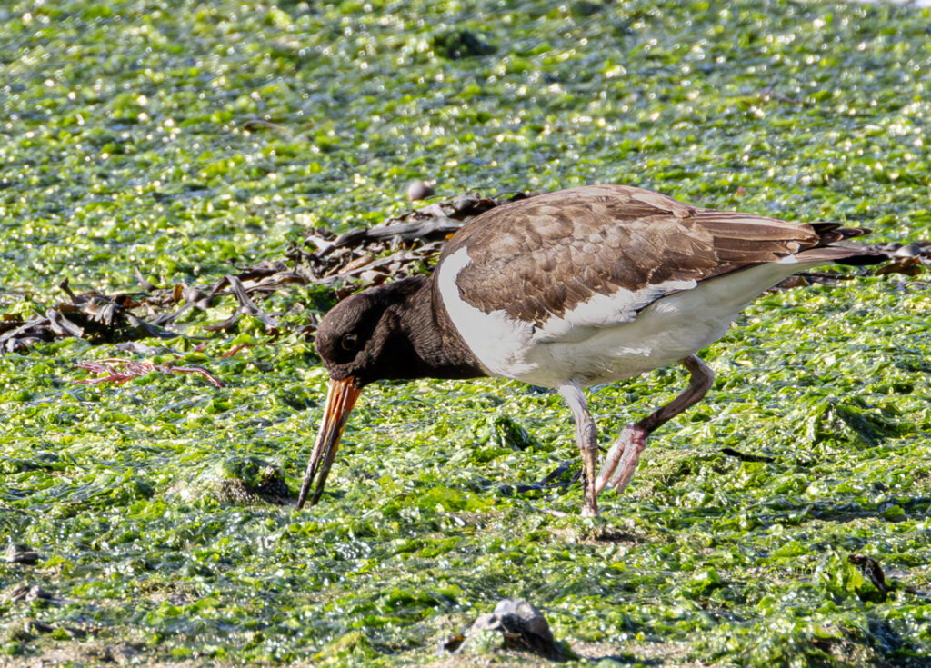 Juvenile Oystercatcher Juvenile Oystercatcher