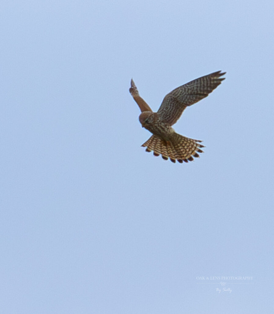 Kestrel Kestrel