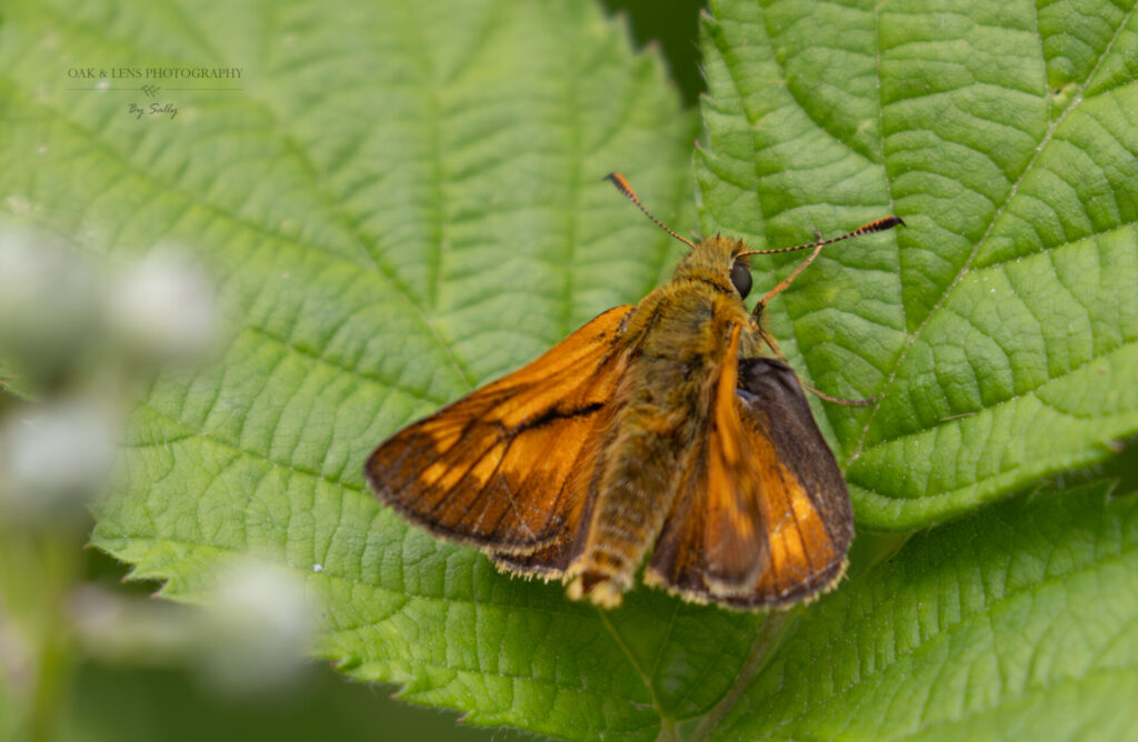 Large Skipper Large Skipper