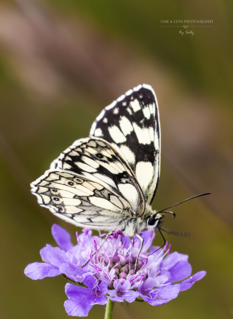 Marbled White Marbled White