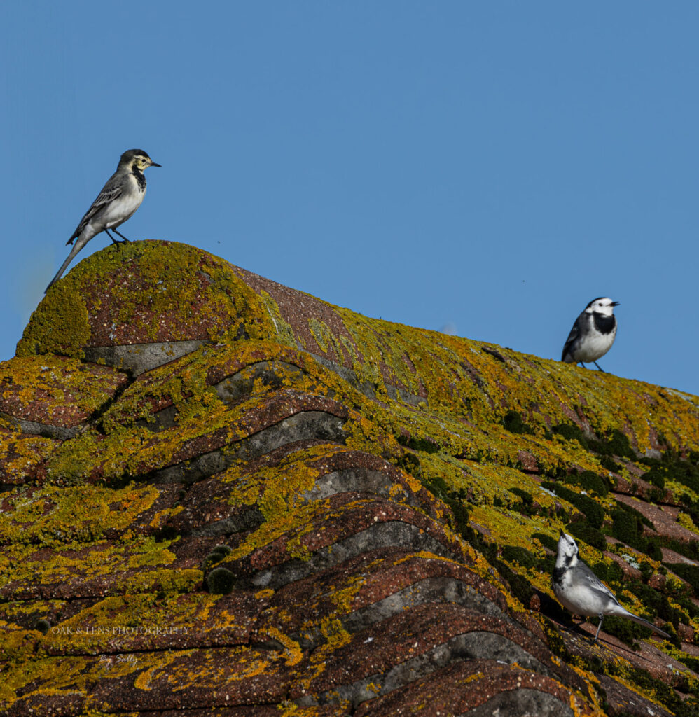 Pied Wagtails adults and juvenile Pied Wagtails adults and juvenile