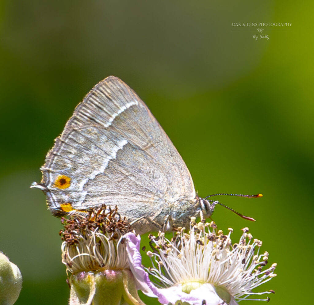 Purple Hairstreak Purple Hairstreak