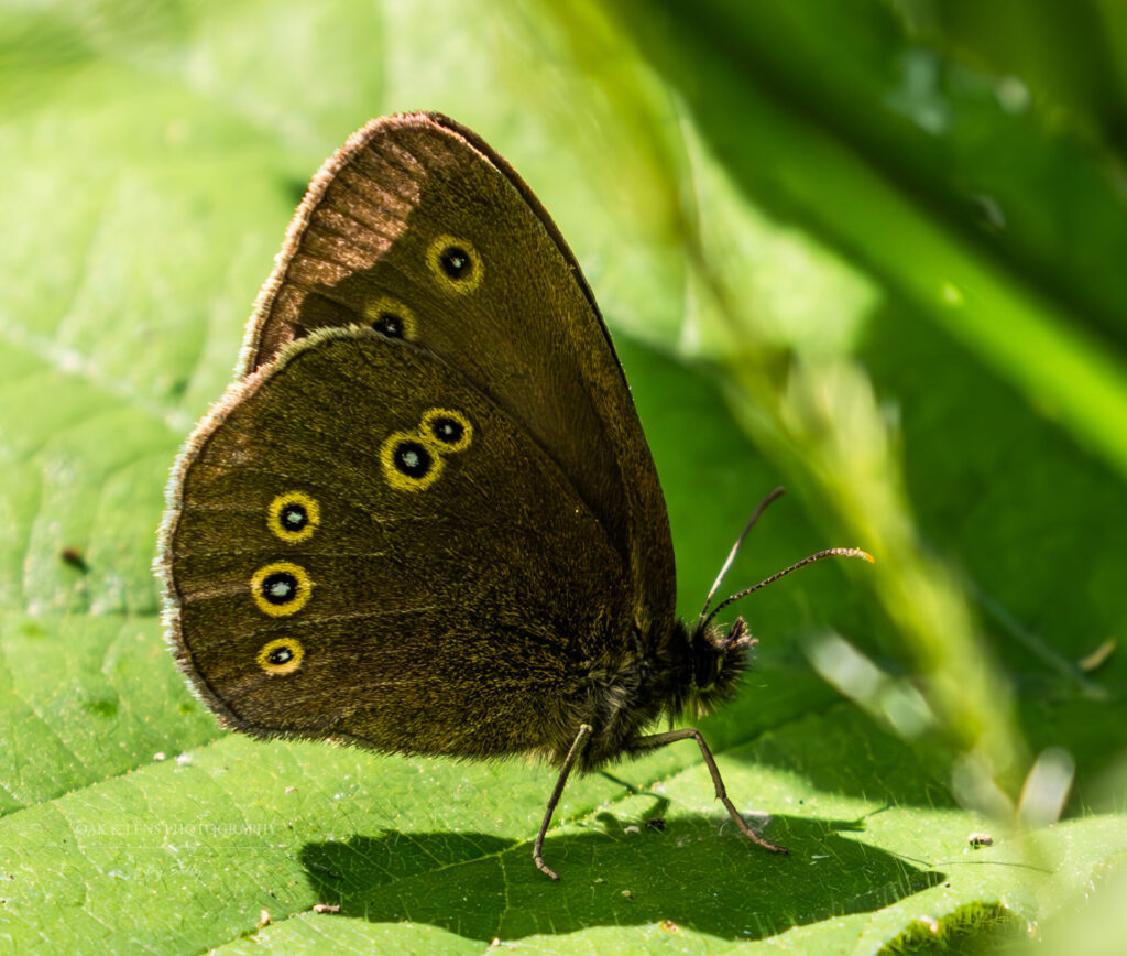 Ringlet Ringlet