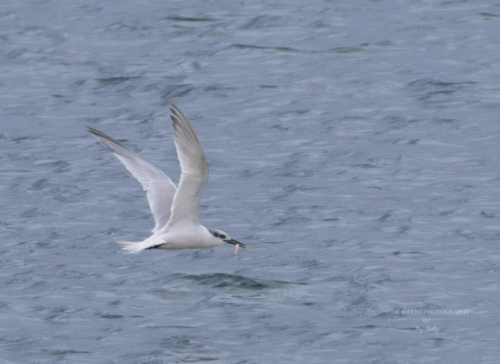 Sandwich Tern Sandwich Tern
