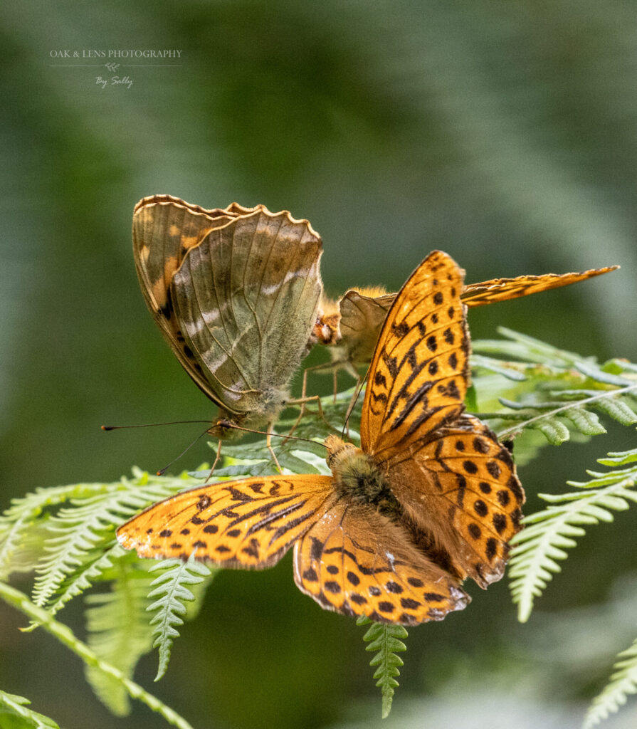 Silver-Washed Fritillary Silver-Washed Fritillary