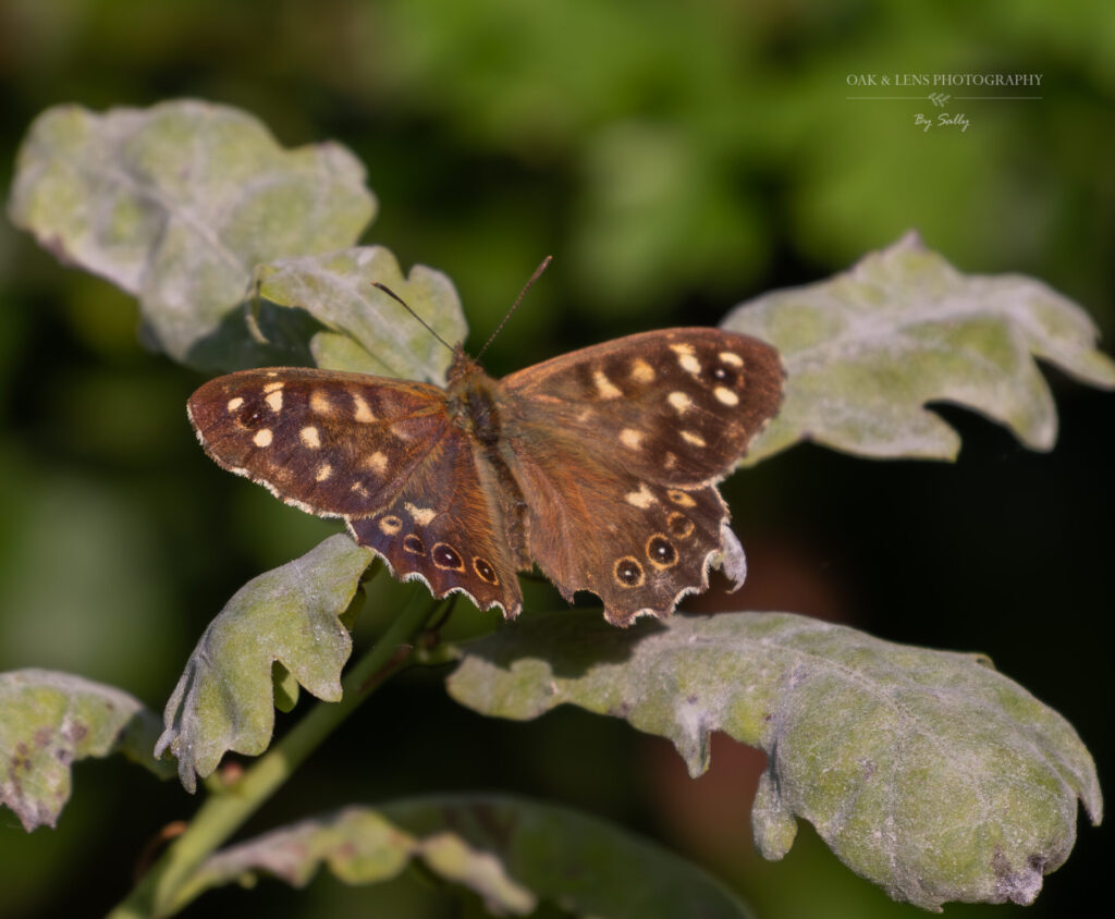 Speckled Wood Speckled Wood