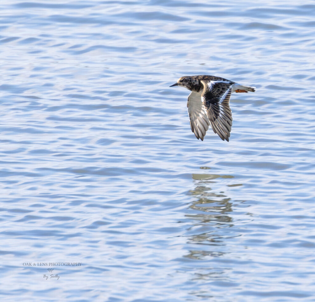 Turnstone Turnstone