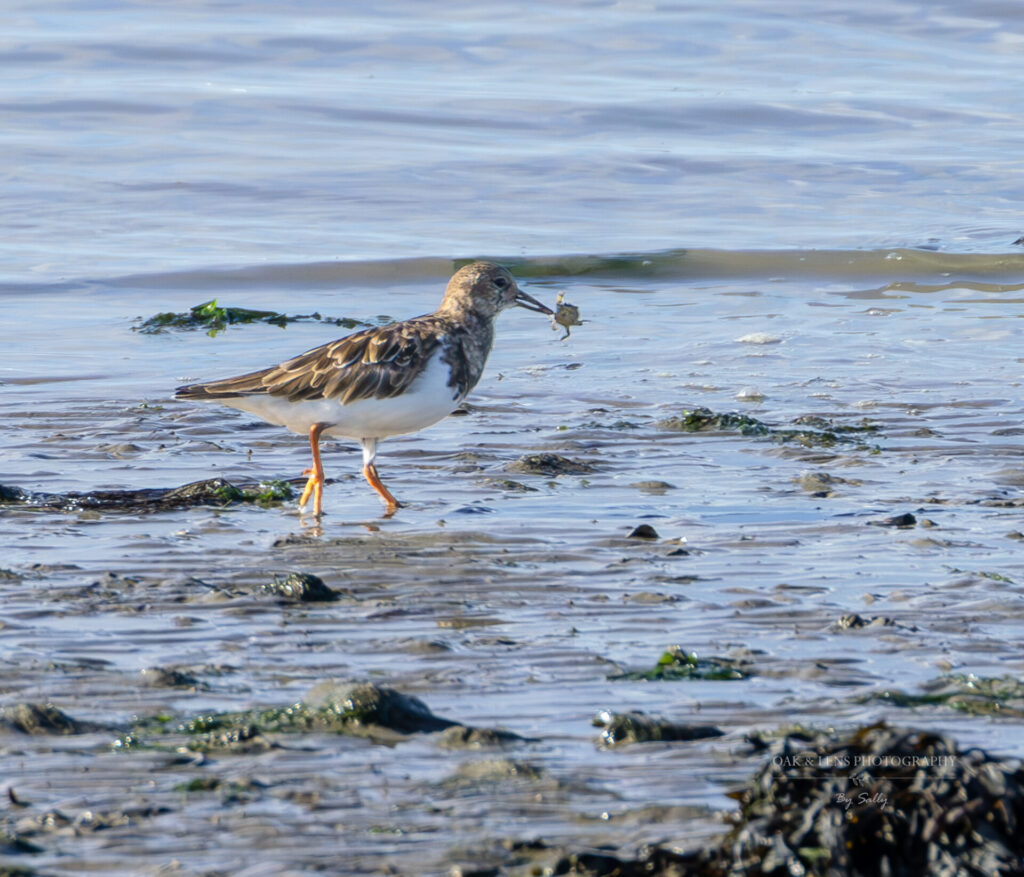 Turnstone with crab Turnstone with crab