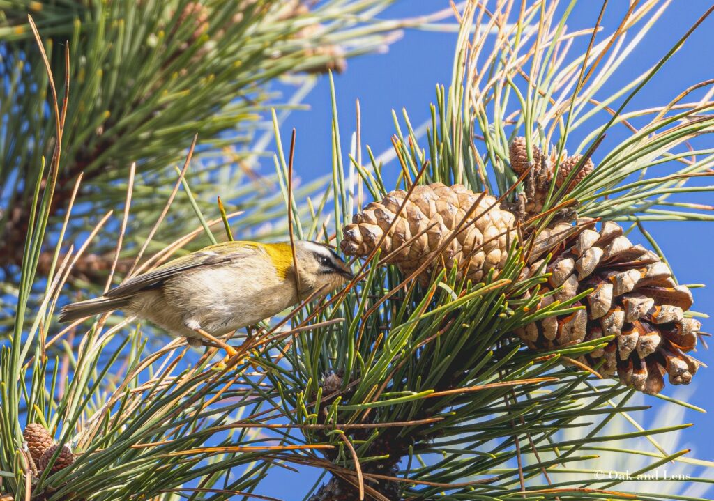 Firecrest