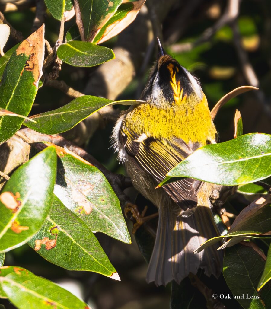 Firecrest