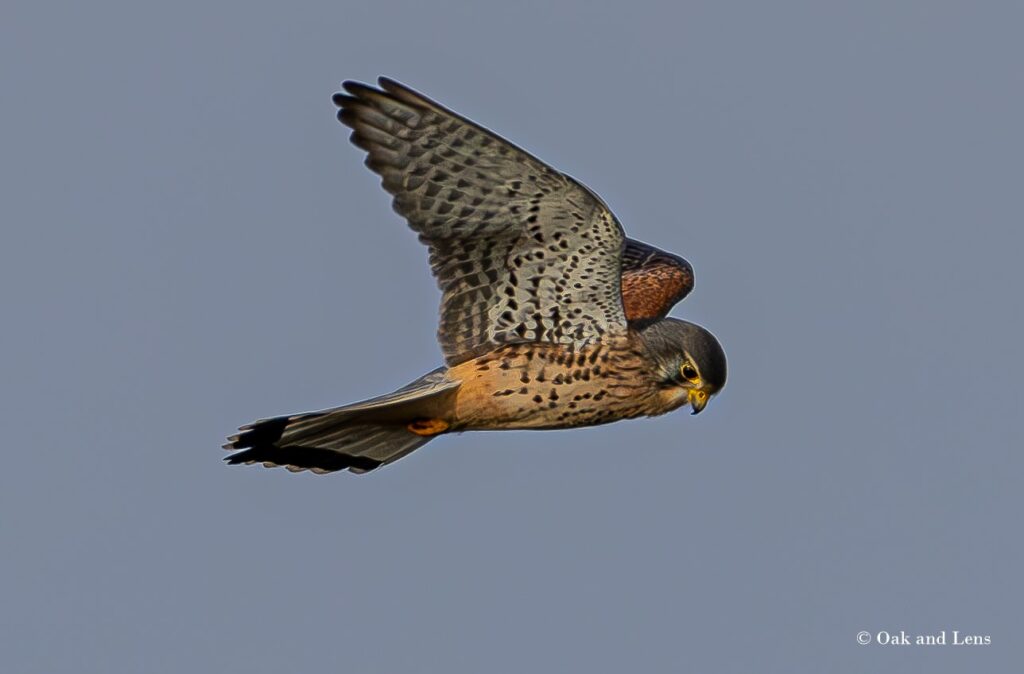 Kestrel