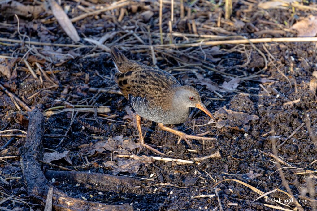 Water Rail