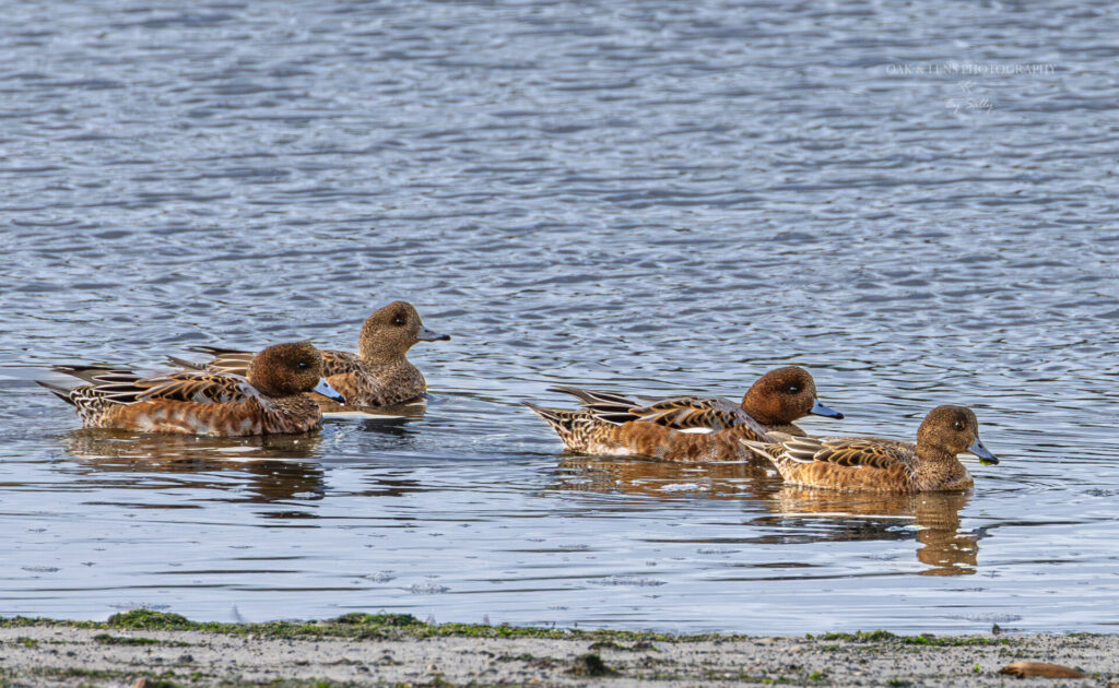 Wigeon Wigeon